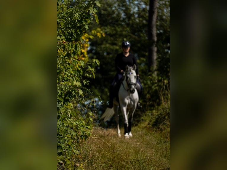 Sonstige Rassen Wallach 11 Jahre 158 cm Schimmel in Nettersheim