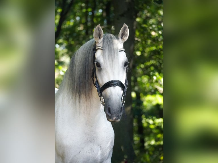 Sonstige Rassen Wallach 11 Jahre 158 cm Schimmel in Nettersheim