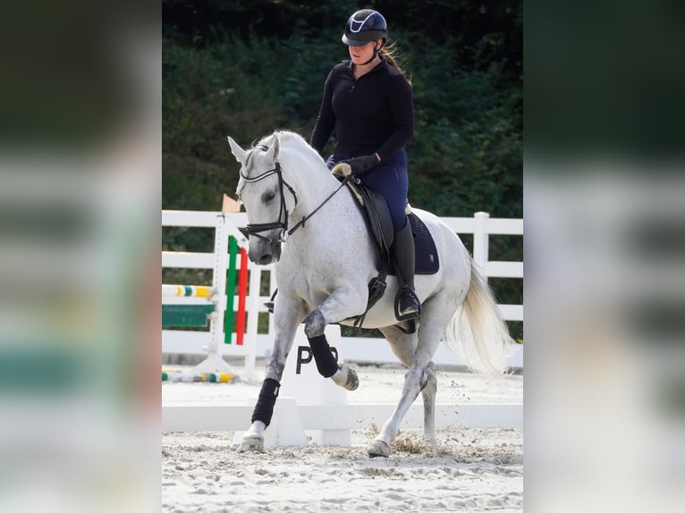 Sonstige Rassen Wallach 11 Jahre 158 cm Schimmel in Nettersheim