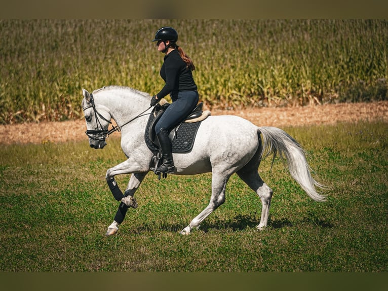 Sonstige Rassen Wallach 11 Jahre 158 cm Schimmel in Nettersheim