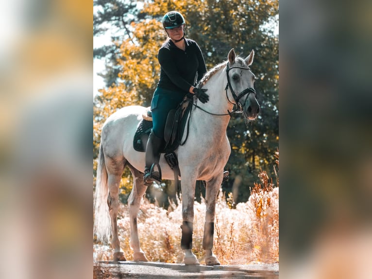 Sonstige Rassen Wallach 11 Jahre 158 cm Schimmel in Nettersheim