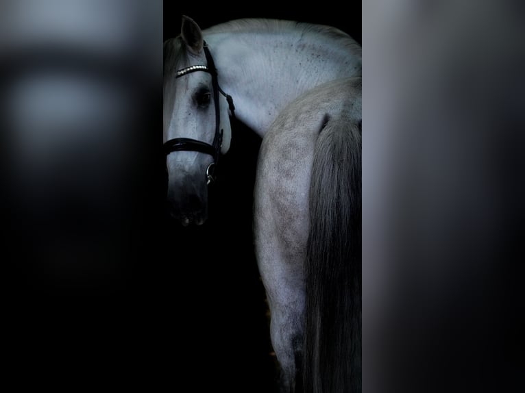 Sonstige Rassen Wallach 11 Jahre 158 cm Schimmel in Nettersheim