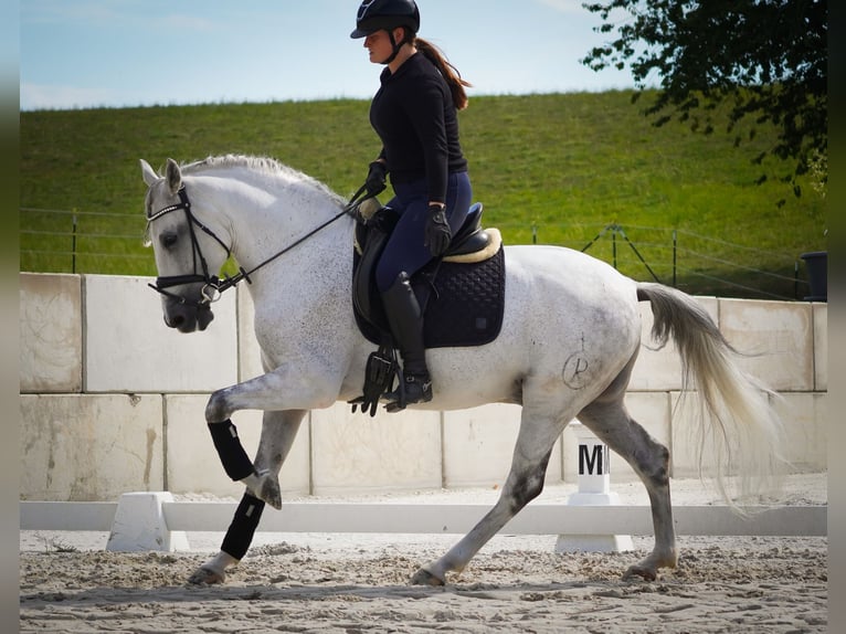 Sonstige Rassen Wallach 11 Jahre 158 cm Schimmel in Nettersheim