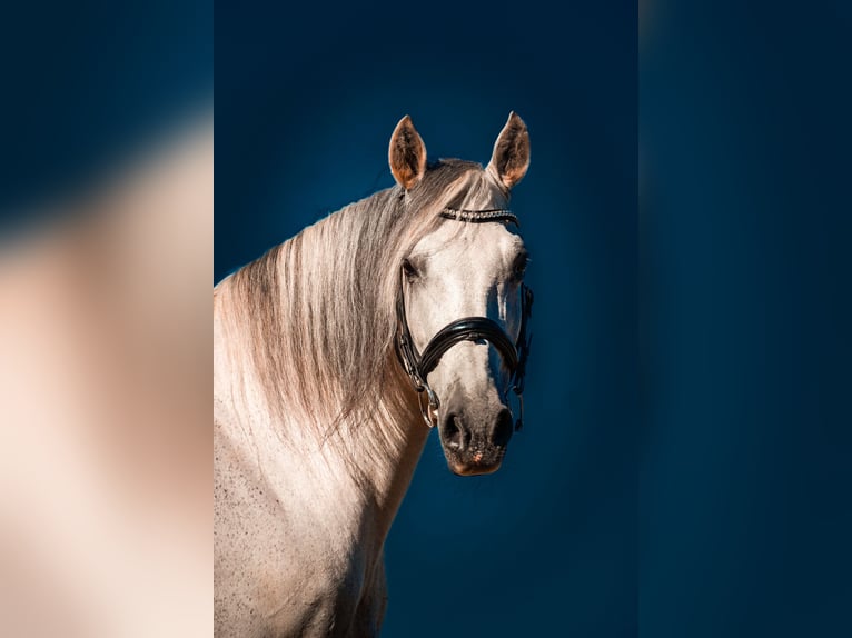 Sonstige Rassen Wallach 11 Jahre 158 cm Schimmel in Nettersheim