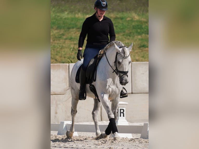 Sonstige Rassen Wallach 11 Jahre 158 cm Schimmel in Nettersheim