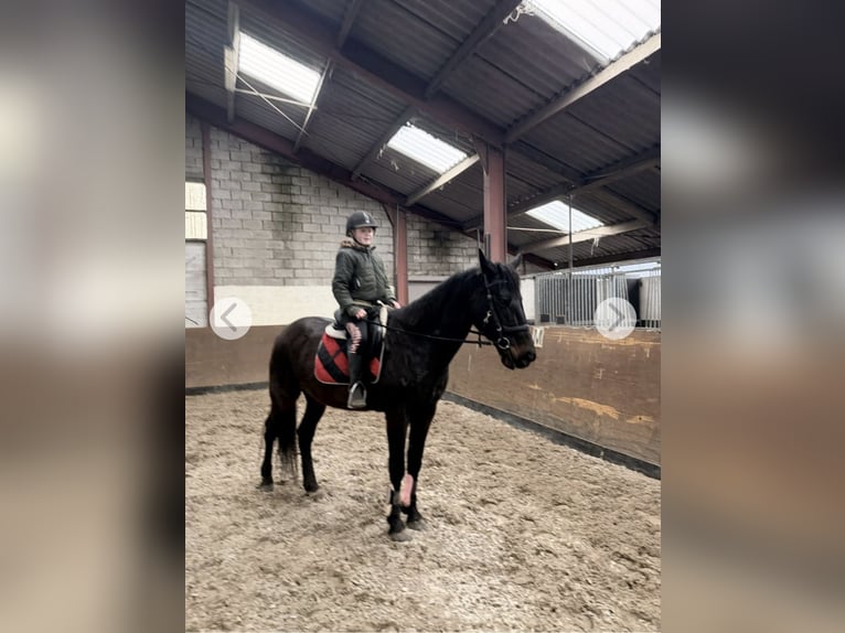 Sonstige Rassen Wallach 11 Jahre 161 cm Dunkelbrauner in Achtmaal