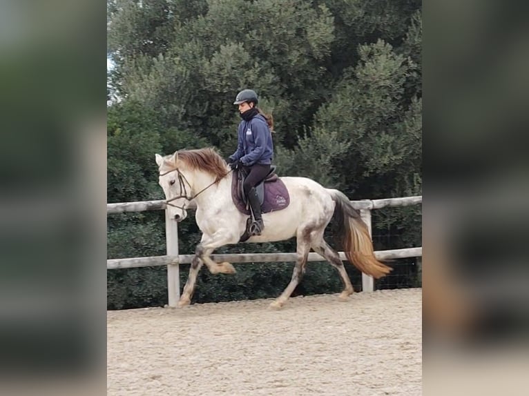 Sonstige Rassen Mix Wallach 11 Jahre 161 cm Schimmel in Peratallada