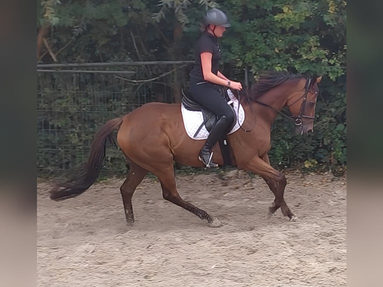 Sonstige Rassen Wallach 11 Jahre 162 cm Brauner in Blomberg