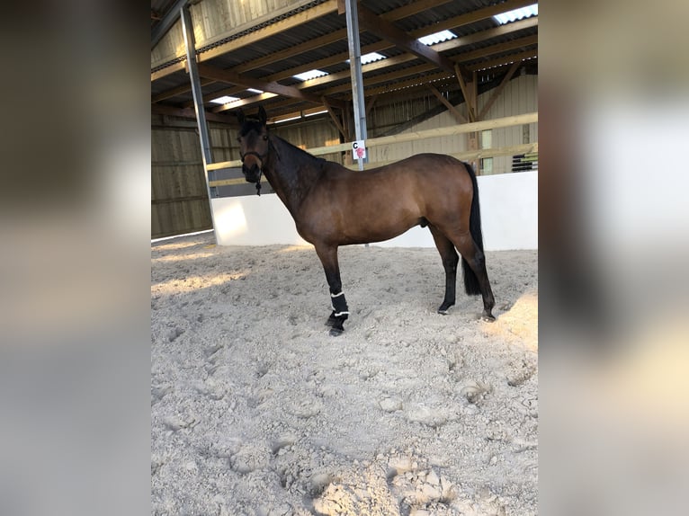 Sonstige Rassen Wallach 11 Jahre 164 cm Dunkelbrauner in Morlaix