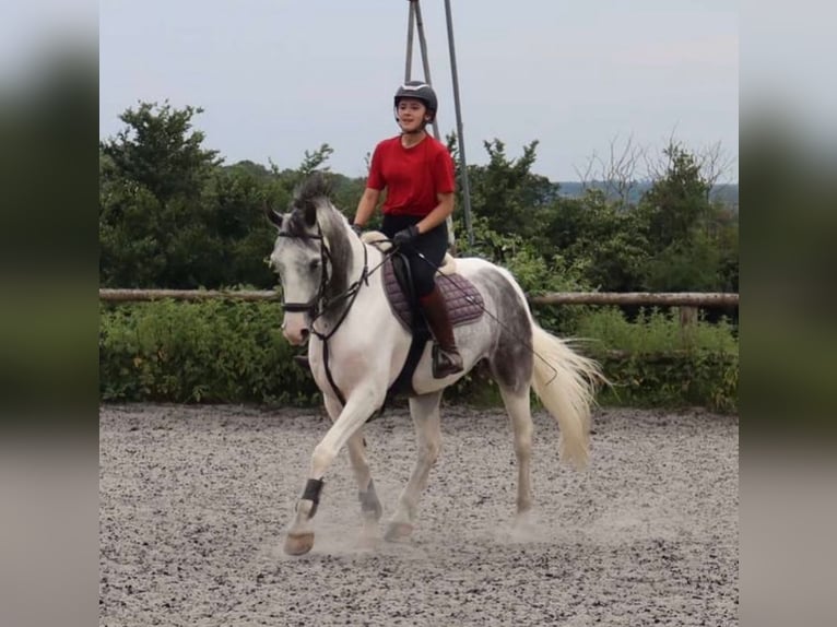 Sonstige Rassen Wallach 11 Jahre Roan-Blue in Malaga, Andalucia