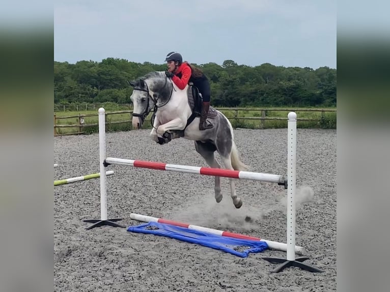 Sonstige Rassen Wallach 11 Jahre Roan-Blue in Malaga, Andalucia