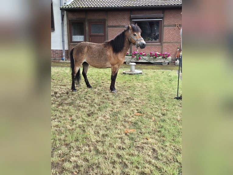 Sonstige Rassen Wallach 12 Jahre 115 cm Falbe in Vienenburg