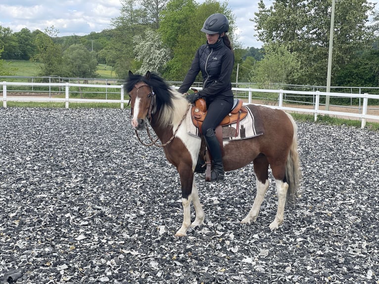 Sonstige Rassen Mix Wallach 12 Jahre 135 cm Schecke in Katzweiler