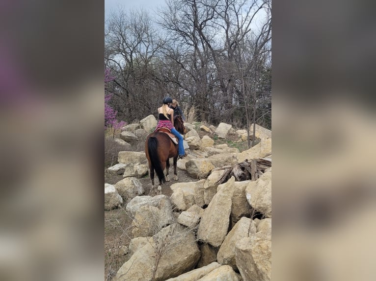 Sonstige Rassen Mix Wallach 12 Jahre 142 cm Rotbrauner in Wichita
