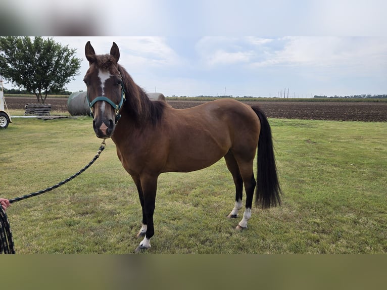 Sonstige Rassen Mix Wallach 12 Jahre 142 cm Rotbrauner in Wichita