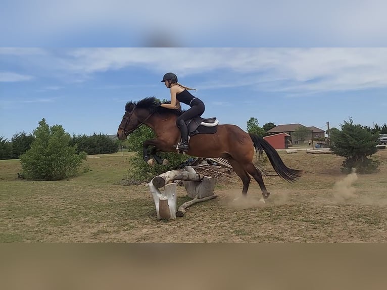 Sonstige Rassen Mix Wallach 12 Jahre 142 cm Rotbrauner in Wichita