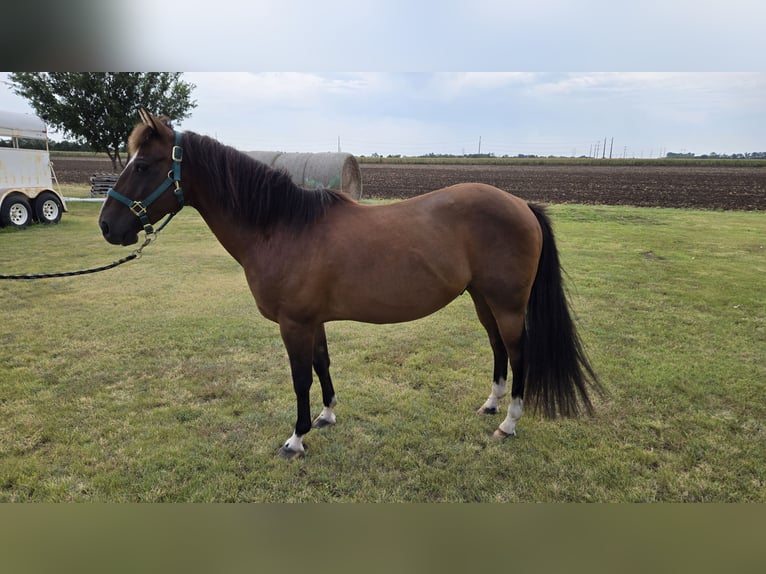 Sonstige Rassen Mix Wallach 12 Jahre 142 cm Rotbrauner in Wichita