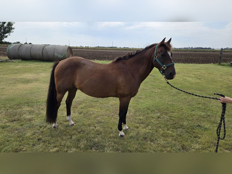 Sonstige Rassen Mix Wallach 12 Jahre 142 cm Rotbrauner in Wichita