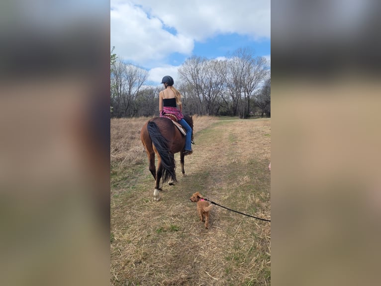 Sonstige Rassen Mix Wallach 12 Jahre 142 cm Rotbrauner in Wichita