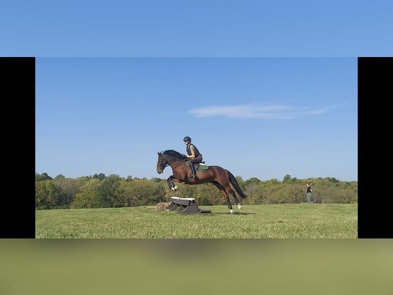 Sonstige Rassen Mix Wallach 12 Jahre 142 cm Rotbrauner in Wichita