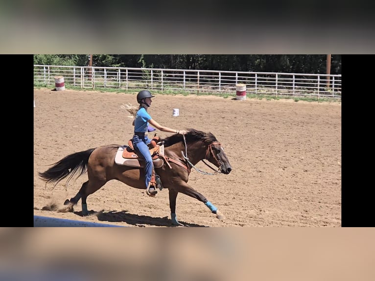 Sonstige Rassen Mix Wallach 12 Jahre 142 cm Rotbrauner in Wichita