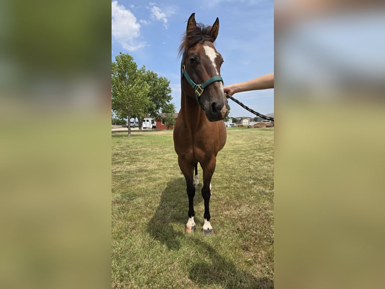Sonstige Rassen Mix Wallach 12 Jahre 142 cm Rotbrauner in Wichita