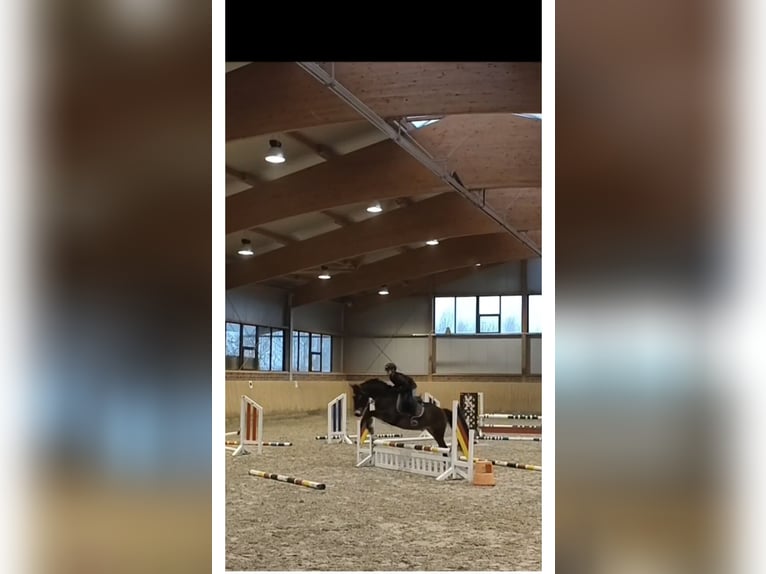 Sonstige Rassen Mix Wallach 12 Jahre 148 cm in Oerel