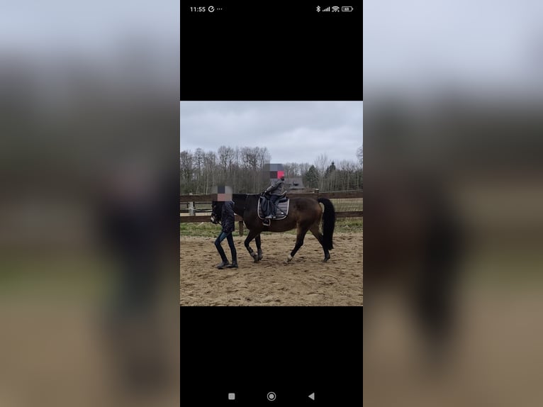 Sonstige Rassen Mix Wallach 12 Jahre 148 cm in Oerel