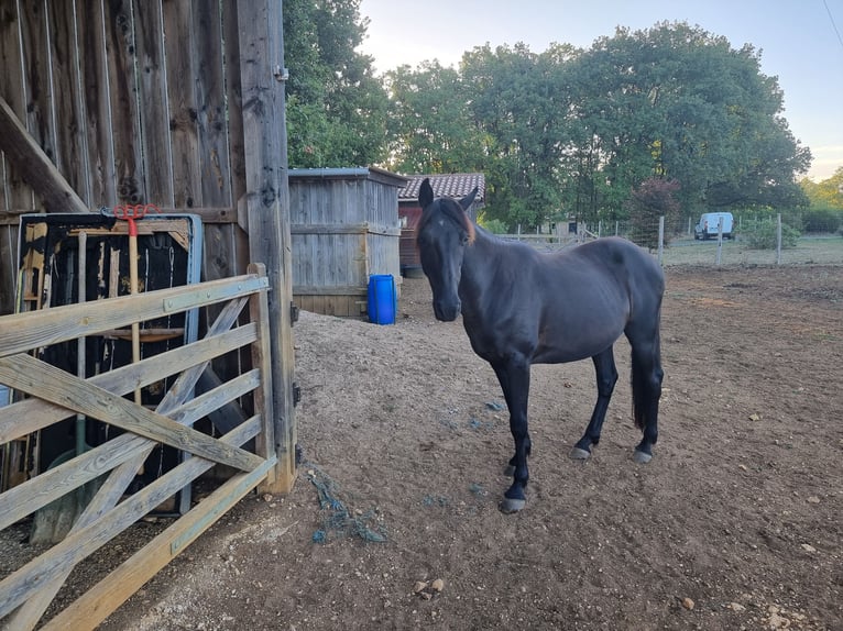 Sonstige Rassen Wallach 12 Jahre 150 cm Rappe in Val de Louyre et Caudeau
