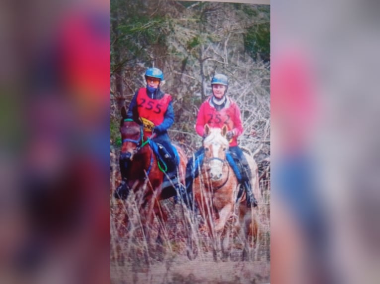 Sonstige Rassen Wallach 12 Jahre 154 cm Brauner in Emmen