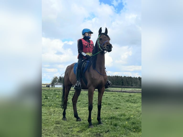 Sonstige Rassen Wallach 12 Jahre 154 cm Brauner in Emmen