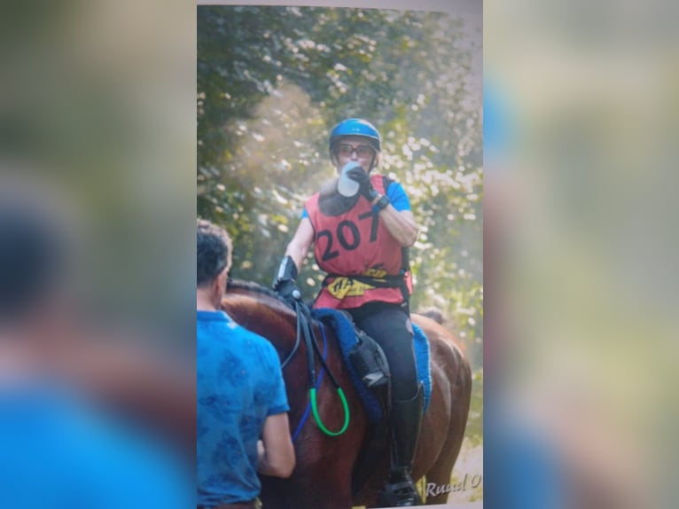 Sonstige Rassen Wallach 12 Jahre 154 cm Brauner in Emmen