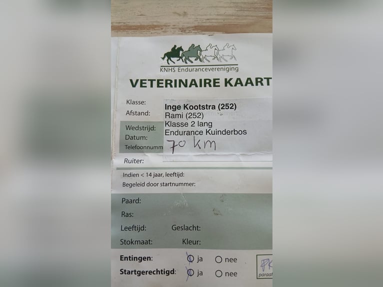 Sonstige Rassen Wallach 12 Jahre 154 cm Brauner in Emmen