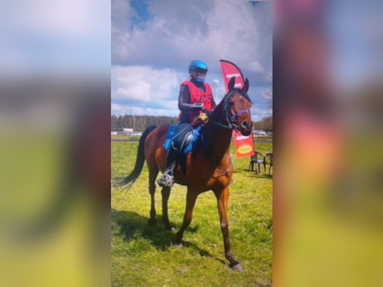 Sonstige Rassen Wallach 12 Jahre 154 cm Brauner in Emmen
