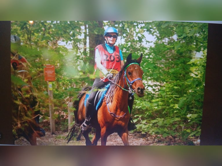 Sonstige Rassen Wallach 12 Jahre 154 cm Brauner in Emmen