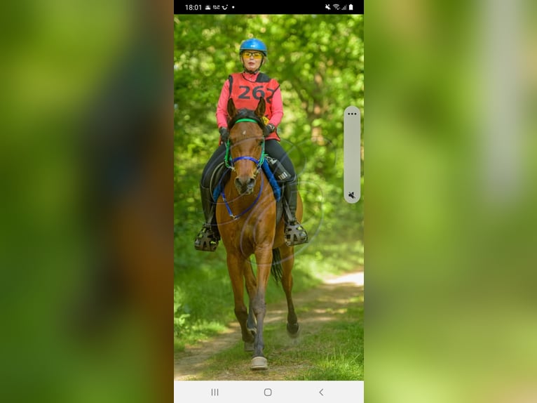 Sonstige Rassen Wallach 12 Jahre 154 cm Brauner in Emmen