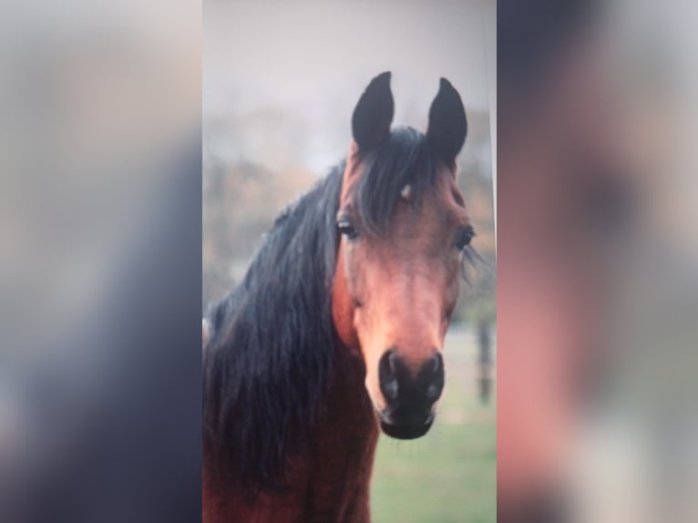 Sonstige Rassen Wallach 12 Jahre 154 cm Brauner in Emmen