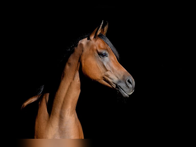 Sonstige Rassen Wallach 12 Jahre 154 cm Brauner in Emmen