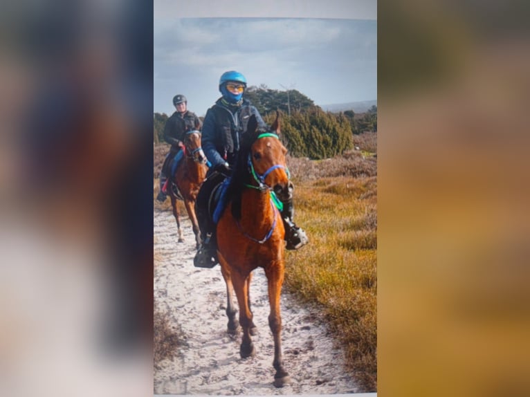 Sonstige Rassen Wallach 12 Jahre 154 cm Brauner in Emmen