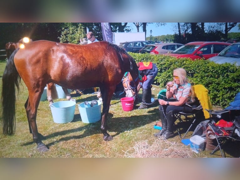 Sonstige Rassen Wallach 12 Jahre 154 cm Brauner in Emmen