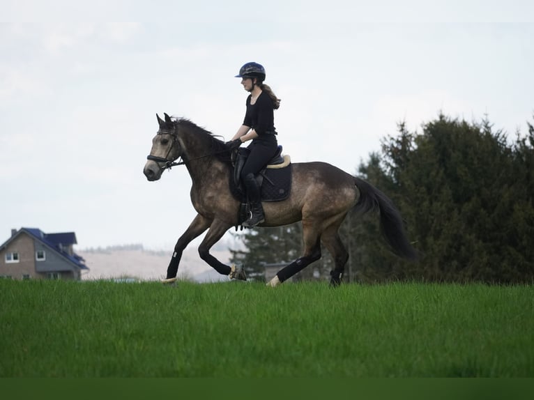 Sonstige Rassen Wallach 12 Jahre 158 cm Buckskin in Nettersheim