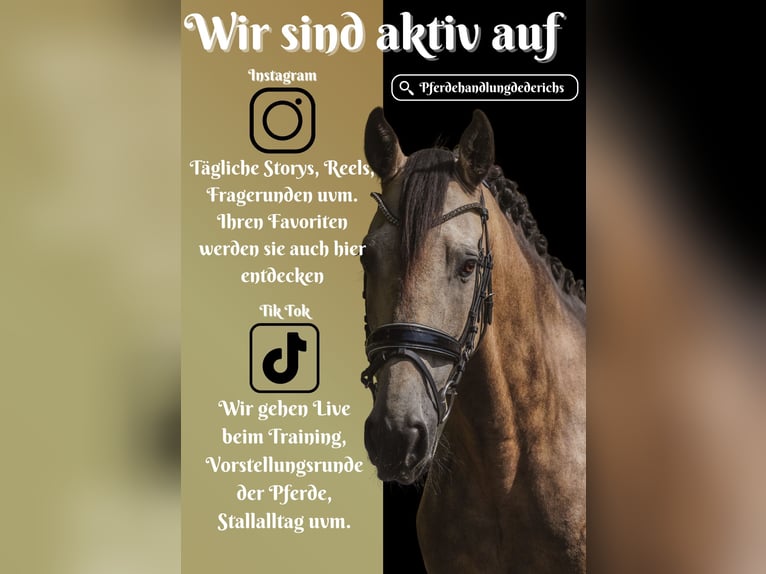 Sonstige Rassen Wallach 12 Jahre 158 cm Buckskin in Nettersheim