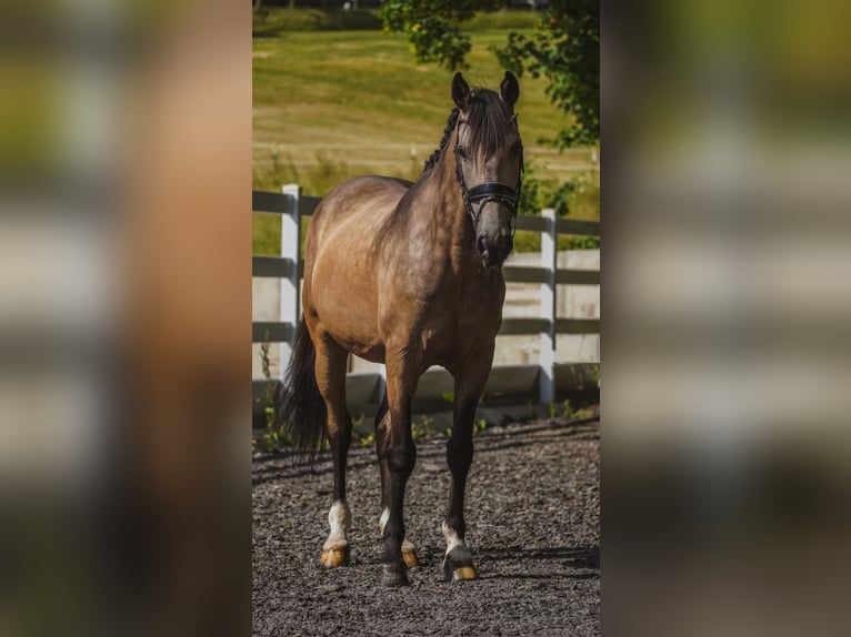 Sonstige Rassen Wallach 12 Jahre 158 cm Buckskin in Nettersheim