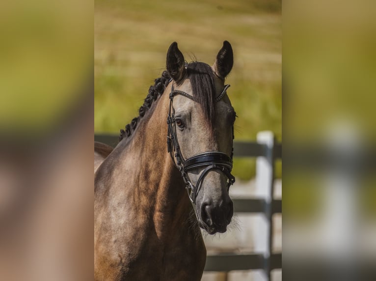 Sonstige Rassen Wallach 12 Jahre 158 cm Buckskin in Nettersheim