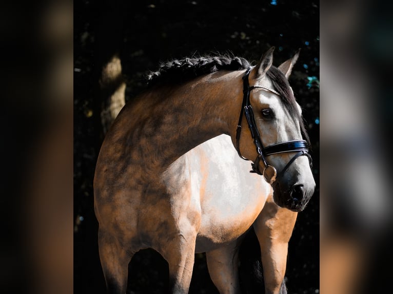 Sonstige Rassen Wallach 12 Jahre 158 cm Buckskin in Nettersheim