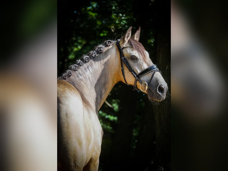 Sonstige Rassen Wallach 12 Jahre 158 cm Buckskin in Nettersheim