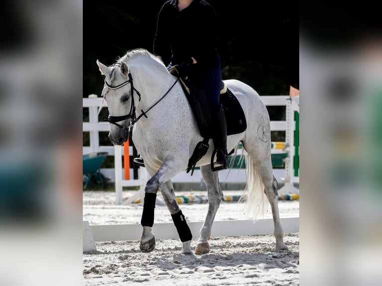 Sonstige Rassen Wallach 12 Jahre 158 cm Schimmel in Nettersheim