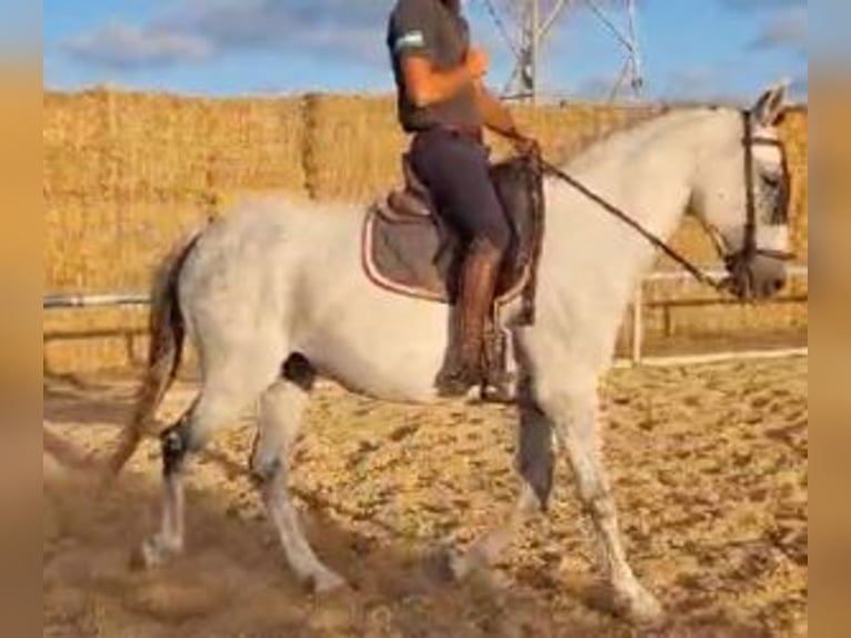 Sonstige Rassen Mix Wallach 12 Jahre 161 cm Schimmel in Sevilla