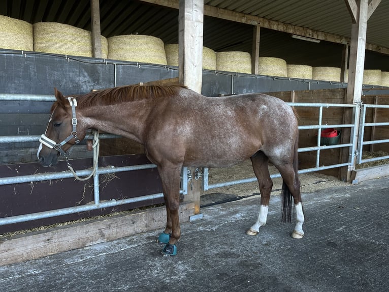 Sonstige Rassen Mix Wallach 12 Jahre 163 cm Roan-Red in Bunsoh