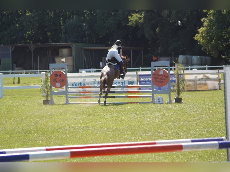 Sonstige Rassen Mix Wallach 12 Jahre 163 cm Roan-Red in Bunsoh